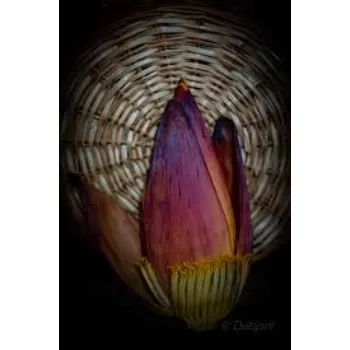 Top Banana Flowers